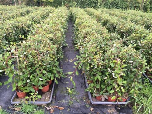 salix-noordam-2