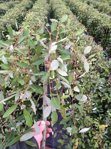 salix-noordam
