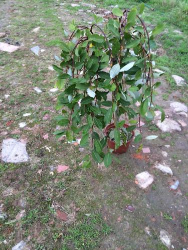 salix-noordam1